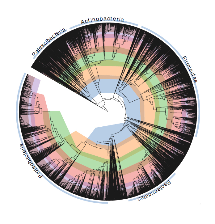 Taxonomy of Bacteria