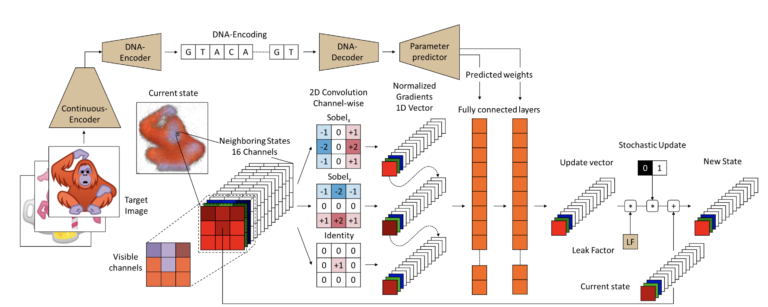 Neural Cellular Automata Manifold